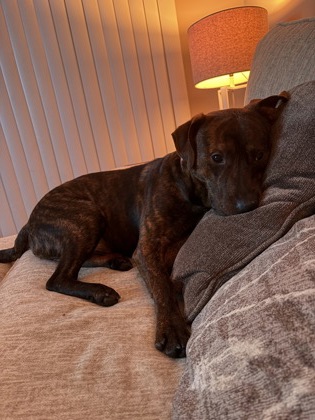 BUDDY - American Pit Bull Terrier / Mix available for adoption