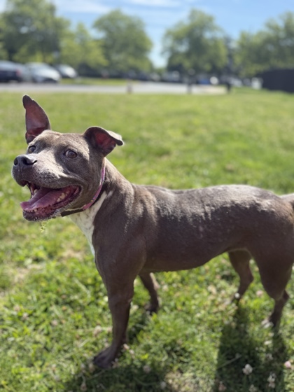 OHANA - American Pit Bull Terrier / Mix available for adoption
