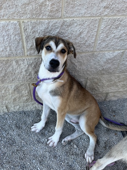CLAY - Mixed Breed, Large (over 44 lbs fully grown) / Mix available for adoption