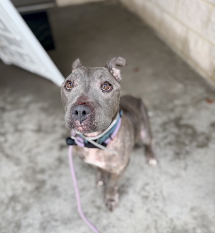 BANKSY - American Staffordshire Terrier / Mix available for adoption