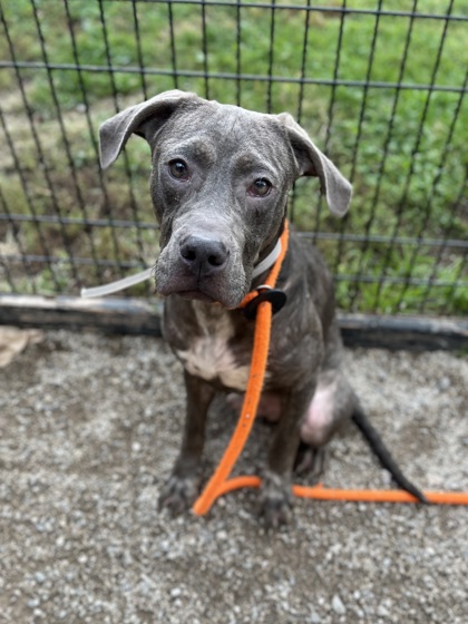 ALBIE - Pit Bull Terrier / Mix available for adoption