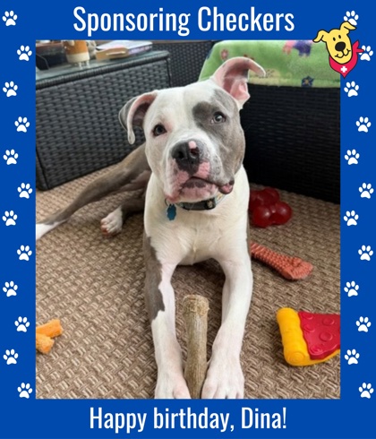 CHECKERS - Pit Bull Terrier / Mix available for adoption