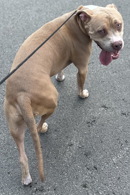 CALEB - Pit Bull Terrier / Mix available for adoption