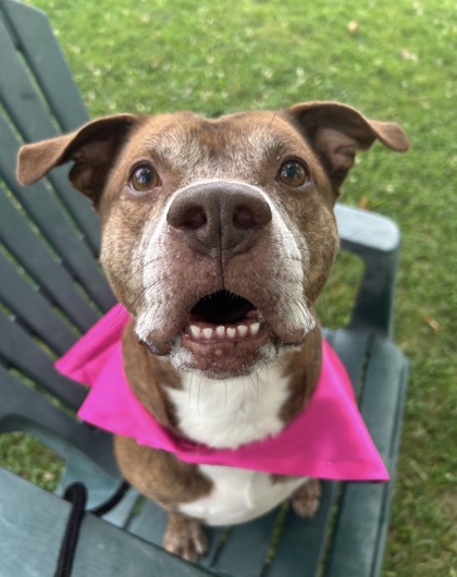 NORM - Pit Bull Terrier / Mix available for adoption