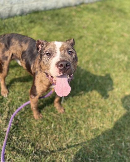 DEBO - American Pit Bull Terrier / Mix available for adoption