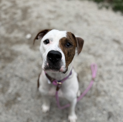 BARKLEY - American Pit Bull Terrier / Mix available for adoption