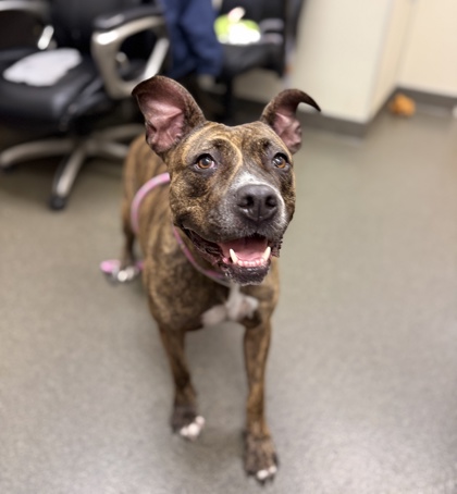 GABBY - American Pit Bull Terrier / Mix for adoption in Columbus