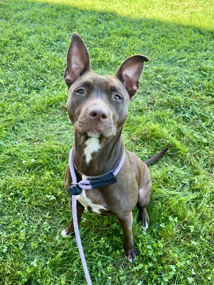 ROBIN - Pit Bull Terrier / Mix available for adoption