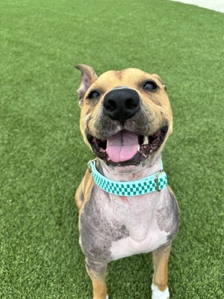 DAMON - Pit Bull Terrier / Mix available for adoption