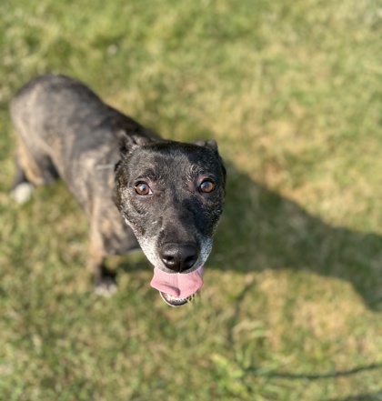 LUCA - Mixed Breed, Medium (up to 44 lbs fully grown) / Mix available for adoption