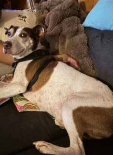 JONESY - Mixed Breed, Medium (up to 44 lbs fully grown) / Mix available for adoption