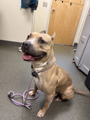 YOSHI - American Pit Bull Terrier / Mix available for adoption