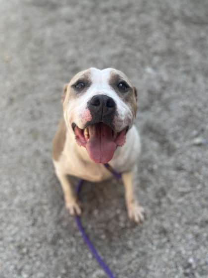 BUBBLES - American Staffordshire Terrier available for adoption