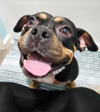 KARA- FOTS - Bully American - Pocket / Mix available for adoption