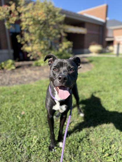 HARVEY - Pit Bull Terrier / Mix available for adoption