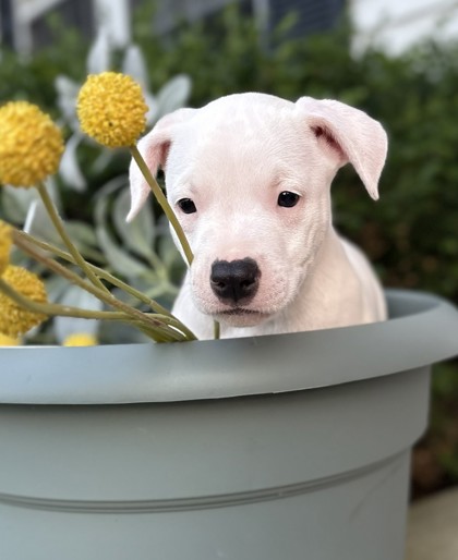 ATHENA - Pit Bull Terrier / Mix available for adoption