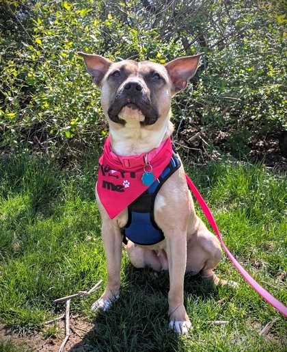 MAMA - Pit Bull Terrier / Mix available for adoption