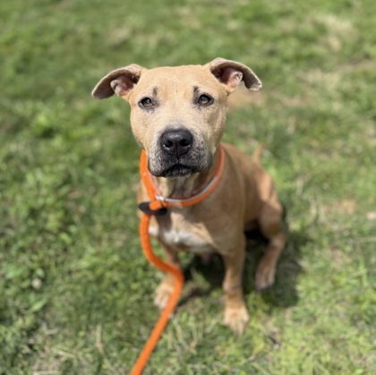 GWEN - American Pit Bull Terrier / Mix available for adoption