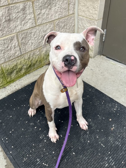 CHECKERS - Pit Bull Terrier / Mix available for adoption