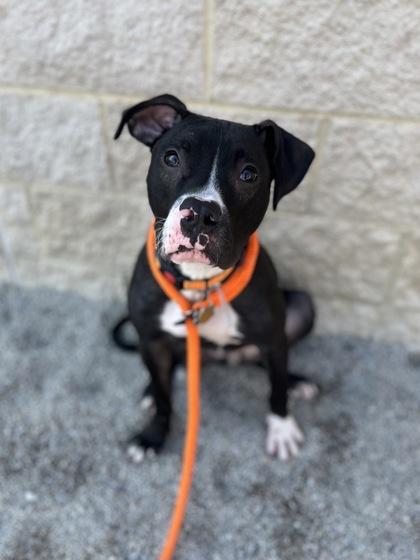 STUART - Boxer / Mix available for adoption