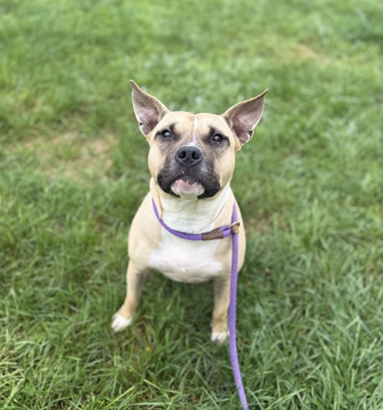 MAMA - Pit Bull Terrier / Mix available for adoption