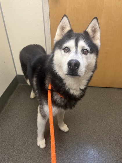 CASPER - Siberian Husky available for adoption