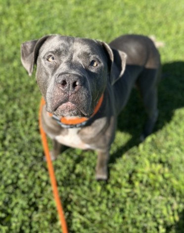 DIESEL - Pit Bull Terrier / Mix available for adoption