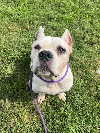 DINA - American Pit Bull Terrier / Mix available for adoption
