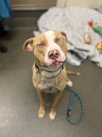 MONGOOSE - American Pit Bull Terrier / Mix available for adoption