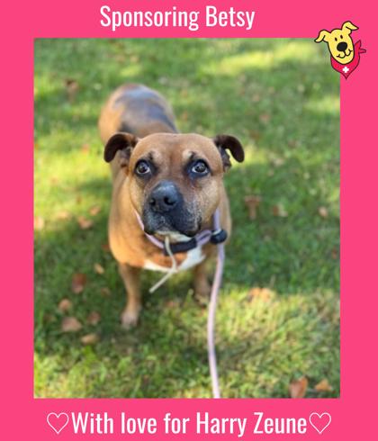 BETSY - Mixed Breed, Large (over 44 lbs fully grown) / Mix available for adoption