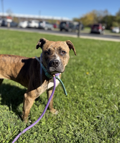BELLA - Pit Bull Terrier / Mix available for adoption
