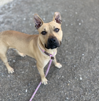 BO - American Pit Bull Terrier / Mix available for adoption