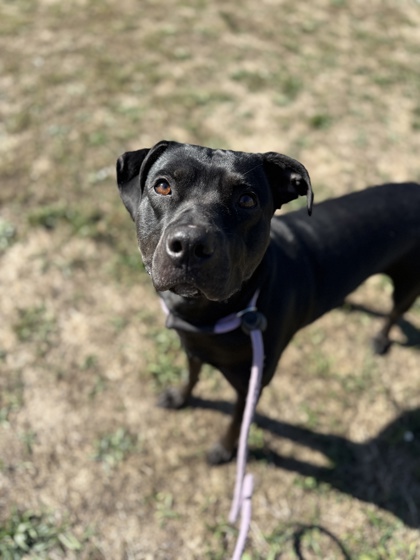 FRANKLIN - Pit Bull Terrier / Mix available for adoption
