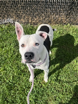 ANGELO - Pit Bull Terrier / Mix available for adoption