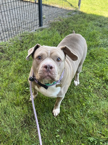 COCO - Bully American  - Standard / Mix available for adoption