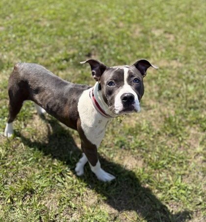 DIVA - American Pit Bull Terrier / Mix available for adoption