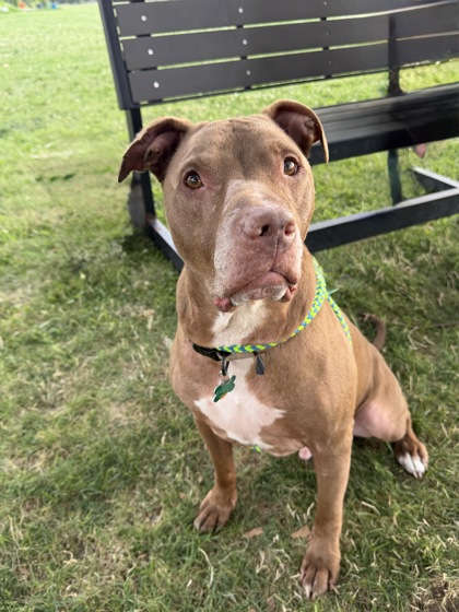DIESEL - Pit Bull Terrier / Mix available for adoption