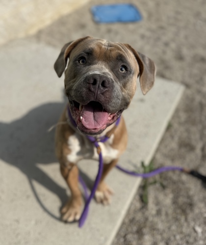 DILBERT - Pit Bull Terrier / Mix available for adoption