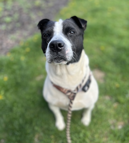 DAISEY MAE - Mixed Breed, Medium (up to 44 lbs fully grown) / Mix available for adoption
