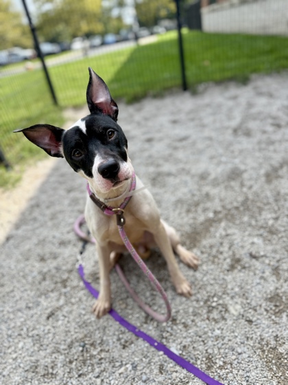 SHELLY - American Pit Bull Terrier / Mix available for adoption