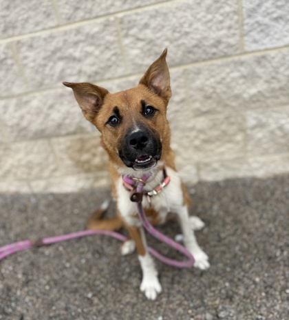 PENNY - Mixed Breed, Medium (up to 44 lbs fully grown) / Mix available for adoption