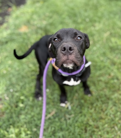 STIMPY - Mixed Breed, Large (over 44 lbs fully grown) / Mix available for adoption