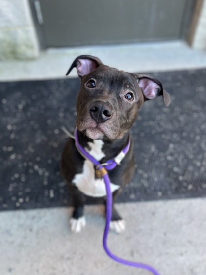 GILBERT - Pit Bull Terrier / Mix available for adoption