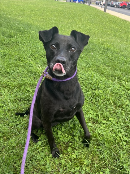 PATSY - Mixed Breed, Large (over 44 lbs fully grown) / Mix available for adoption