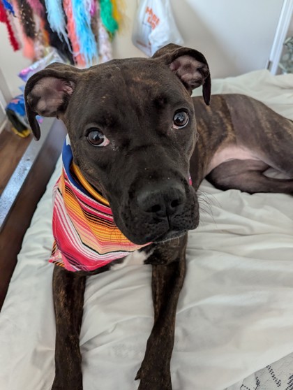 CERSIE - FOTS - American Pit Bull Terrier / Mix available for adoption