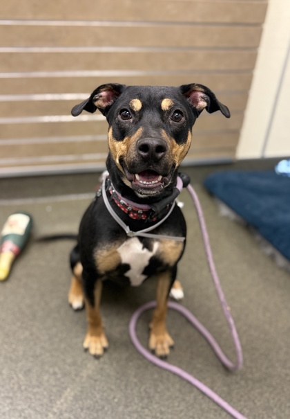COCO - Mixed Breed, Medium (up to 44 lbs fully grown) / Mix available for adoption