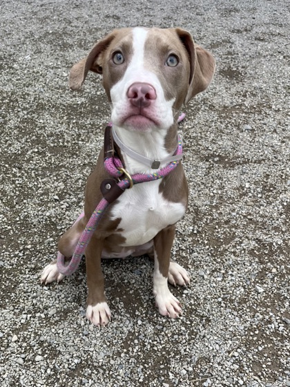 HOPE - Pit Bull Terrier / Mix available for adoption