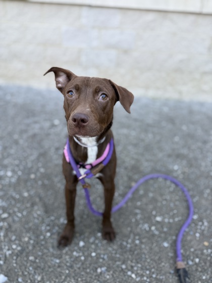 ANNABELLE - Mixed Breed, Medium (up to 44 lbs fully grown) / Mix available for adoption