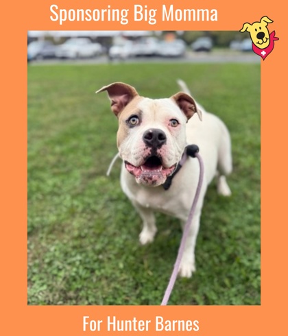 BIG MOMMA - Bully American  - Standard / Mix available for adoption