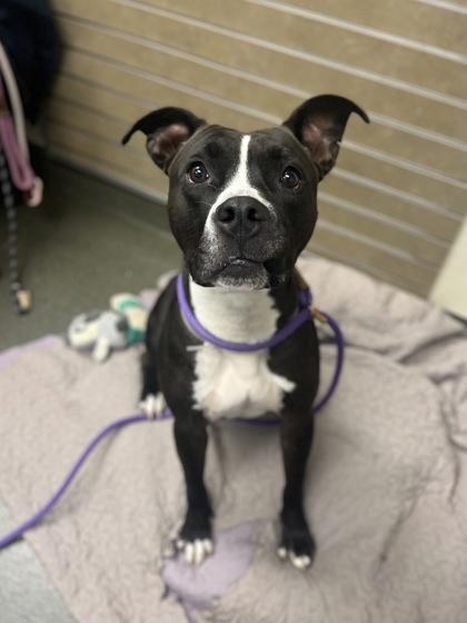 DREW - Pit Bull Terrier / Mix available for adoption